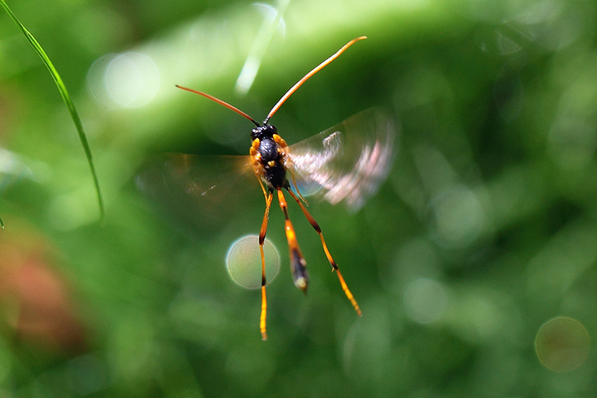 Ichneumonidae  Anomaloninae